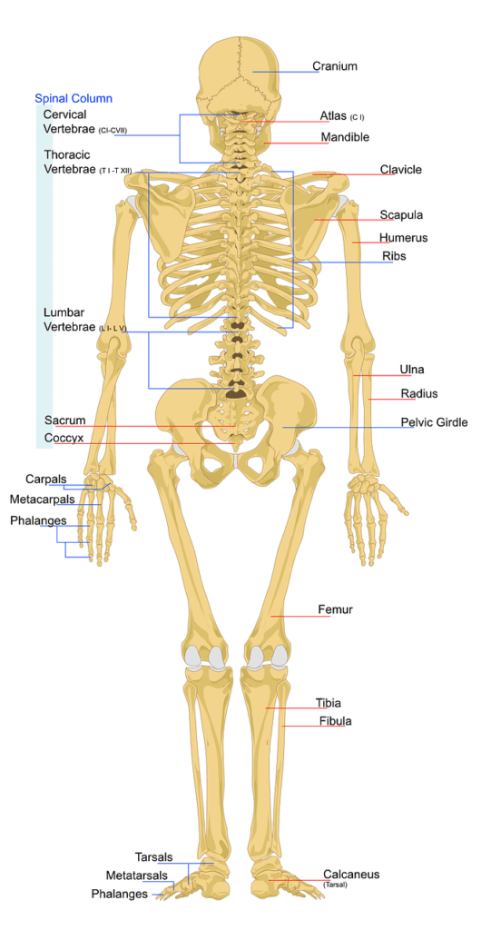 quali sono le funzioni dell'apparato scheletrico 