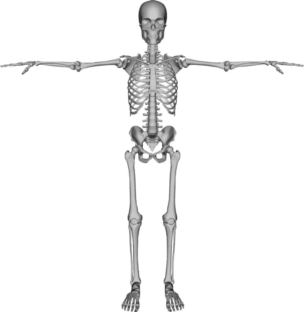 quali sono le ossa dell'arto superiore