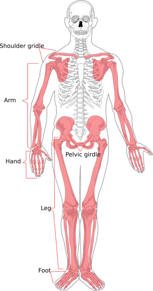 quali sono le ossa dell'arto inferiore